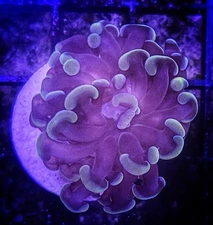 WYSIWYG Branching Rose Gold Hammer Coral Frag 1 Head Free Shipping!