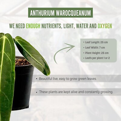 Anthurium Warocqueanum House Plant | Rare & Unique Queen Anthurium