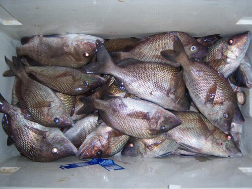 8 Impianti di Pesca da Surf/Pier in Fluorocarbon per Pompano, Whitings, Flounder, Spots... - Foto 7 di 11