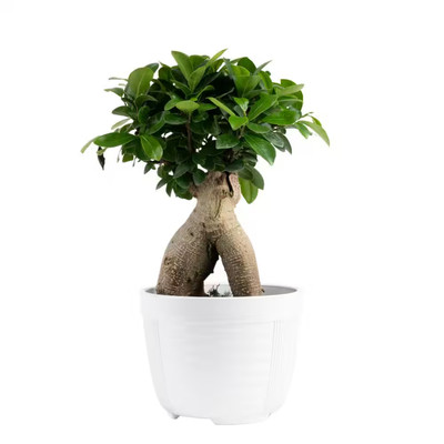Hardy Indoor Ficus Bonsai   Low-Maintenance Air-Purifying Plant
