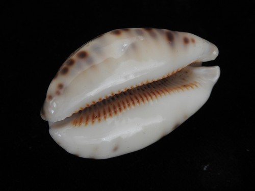 Sea shell Cypraea histrio 58.2mm ID#5438 - Picture 5 of 6
