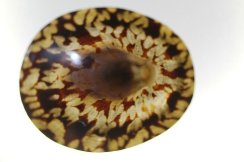 Owl Limpet Seashells Brown Cream Tan Colors, Large Size SS-107 - Picture 10 of 12