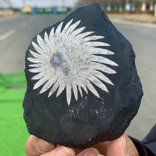 342G Natural Chrysanthemum Stone Quartz Carving Halo Treatment Gift - Picture 9 of 23