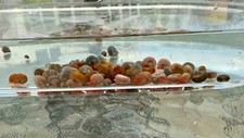 30 Ramshorn Freshwater Aquarium/Pond/Feeder Snails size/color mix