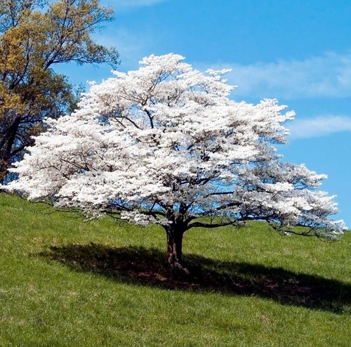 Set 2 White Dogwood Trees Sapling - 6-8"Tall - 4" Pot - Cornus Florida