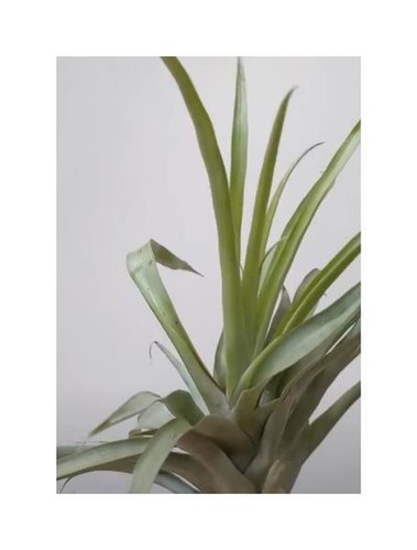 10x Tillandsia secunda Bromelie Garten Pflanzen - Samen ID630 - Picture 5 of 8