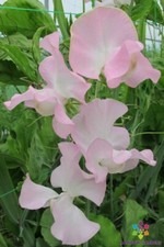 50 Patricia Marilyn Sweet Pea Seeds for Garden Planting - USA - FREE SHIPPING 