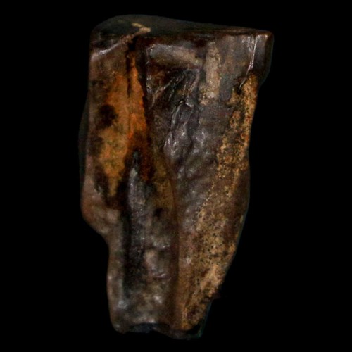 XL 0.7" Triceratops Fossil Tooth Hell Creek FM Cretaceous Dinosaur MT COA - Picture 8 of 9