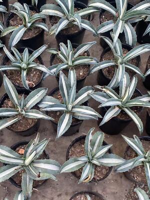 RareSucculent Plant Agave americana medio-picta  Alba  Garden Décor Boutique
