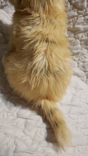 Aurora very Life Like Cream black tabby blue eyes Aurora World Inc. 13" - Picture 9 of 12