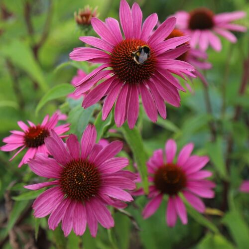 2 x Echinacea Magnus in 1 LTR POTS Deciduous Perennial | FREE DELIVERY - Picture 4 of 4