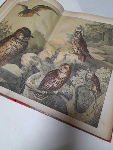 1878. Storia naturale degli uccellini. Con 30 doppi fogli colore. litogr. Pannelli - Foto 10 di 24
