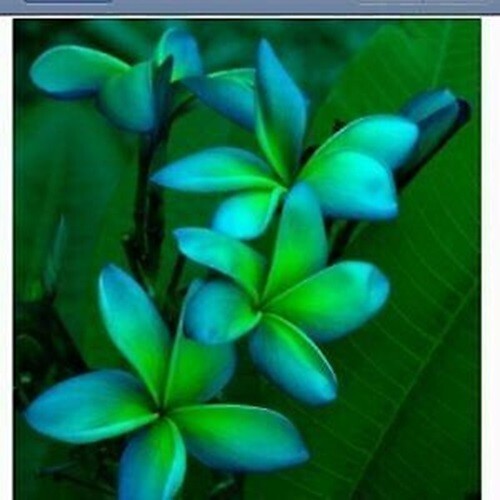 5 Blue Green Plumeria Seeds Plants Flower Flowers Perennial Seed 196 - Picture 23 of 24