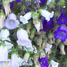 Campanula Medium v. Calycanthema - 1000 Seeds - Canterbury Bells