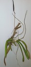 New ListingLonopsis Utricularioides Lg 5 Plant Orchid w/ 2 Active Branching Spikes, Healthy