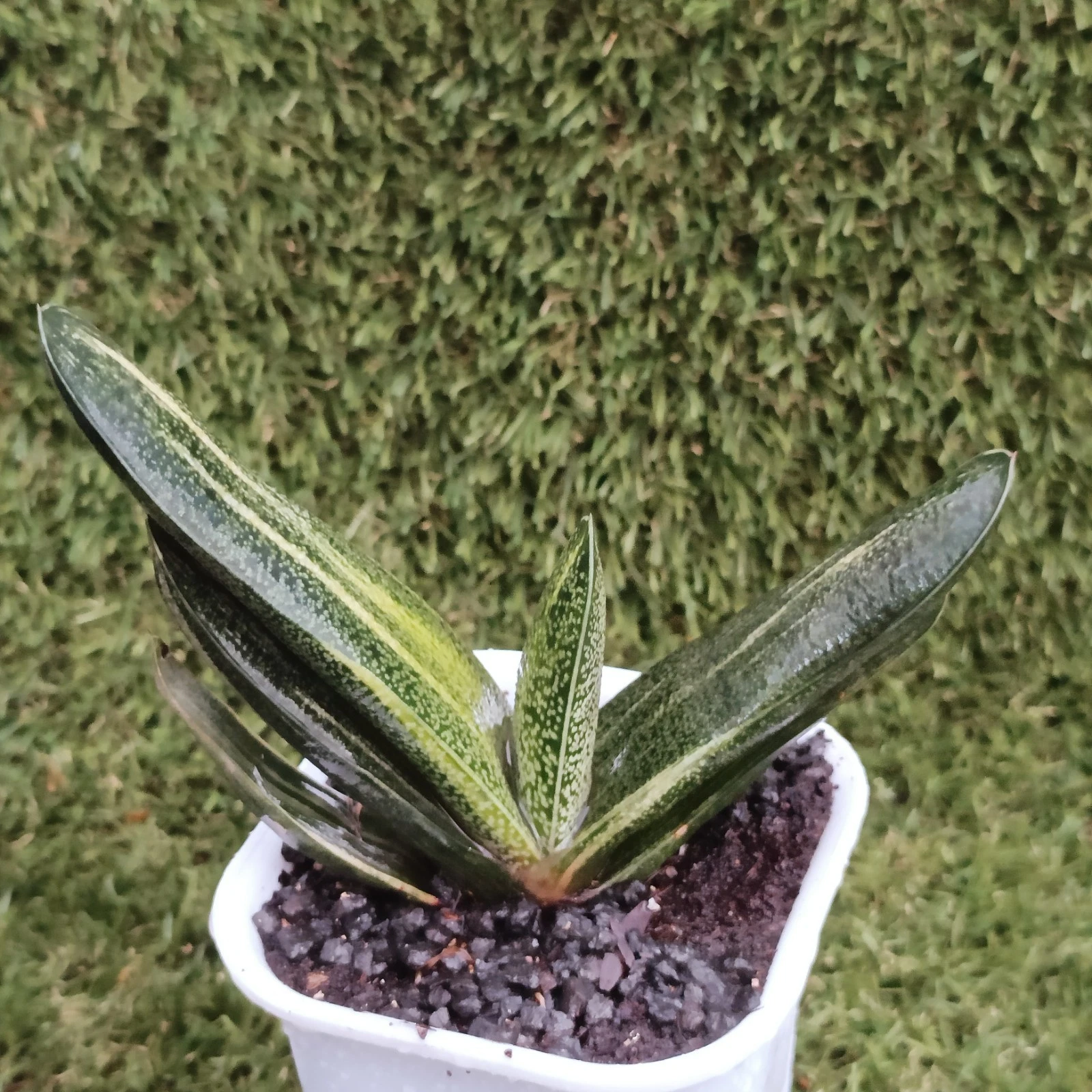 Gasteria batesiana Variegated 🏵️Large Rare Succulent Plant
Opens in a new window or tab