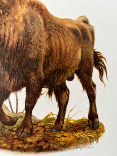 European bison animal print. antique and vintage natural sciences and zoology - Picture 3 of 5