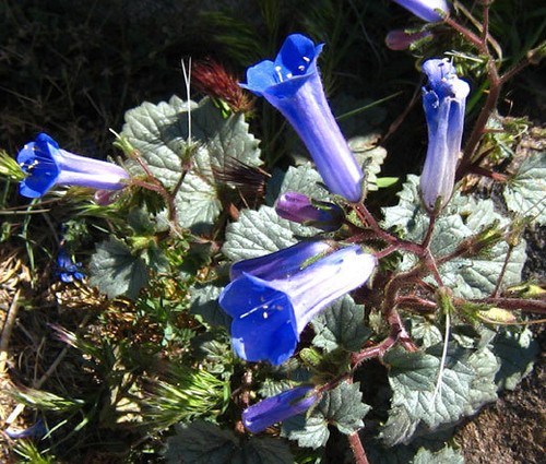 CALIFORNIA BLUEBELL Phacelia Campanularia - 1,200 Bulk Seeds - Picture 2 of 2