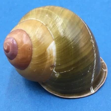 #2 Helicobulinus turbinoides 60.9mm Catanduanes, Philippines Camaenidae