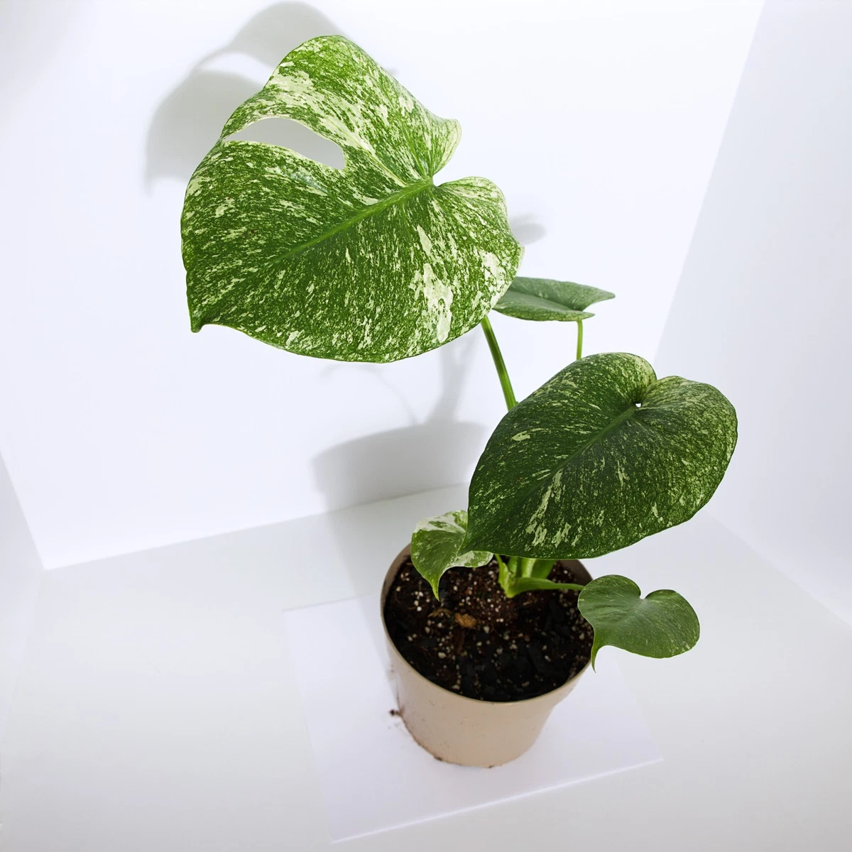 philodendron pedatum variegated Philodendron pedatum x squamiferum 'Florida Beauty' – Mari's Gardens main image 1