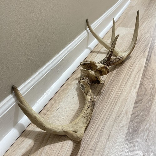 Mule Deer Skull Cap Antler Mount Deadhead Grade A Different Sizes Sold As A SET - Picture 7 of 24