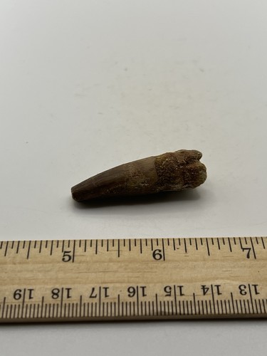 Spinosaurus 1.5” TOOTH Teeth Dinosaur Fossil before T Rex Cretaceous C39 - Picture 3 of 5