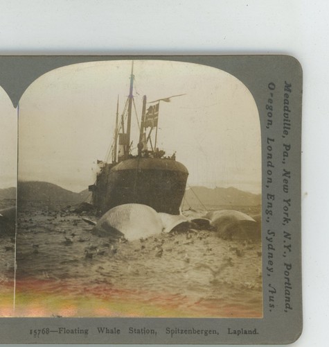 Estación de ballenas flotantes montañas superiores Laponia Keystone Stereoview - Imagen 1 de 2