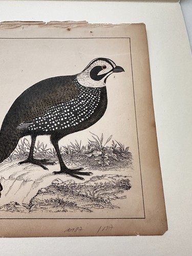 Orig 19. Jh. Fullarton handkolorierte WACHTEL Radierplatte - Bild 5 von 5
