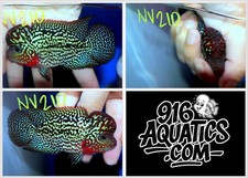 3.5 INCH KING KAMFA LIVE FLOWERHORN NV210