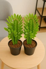2 pack .Euphorbia Trigona Succulent Plant in 4" Pot – Green Exotic