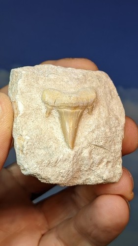Otodus Obliquus Shark Tooth in composite matrix 50mm X 45mm . As Shown. Boxed. - Picture 2 of 7