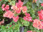 Picture 13 of 15