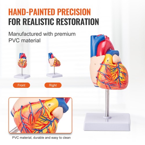 Ausili didattici medici rimovibili in PVC modello cuore umano anatomico 1:1 8,7 pollici - Foto 4 di 6