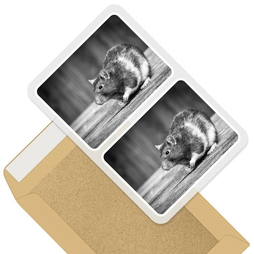2 x rechteckige Aufkleber 7,5 cm BW - niedliches entzückendes Haustier Ratte Tiere Nager #41366 - Bild 1 von 9