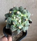 8.4cm Rare plant Ariocarpus Fis Hybird 'Godzilla' WYSIWYG G rafted