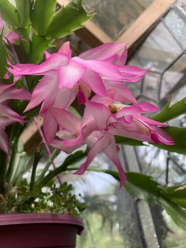Zygo Cactus 2x Madam Butterfly fresh Cuttings free postage - Picture 6 of 10
