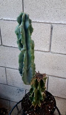 Cereus Mandacaru Jamacaru Inermis Monstrose Columnar 19H Cactus