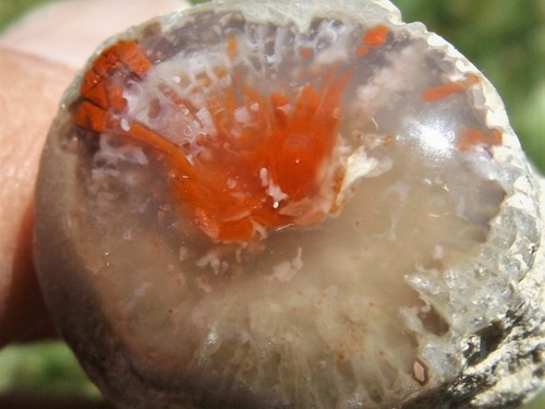 DIG-N-UTAH: POLISHED RED HORN CORAL DISPLAY CAB UTAH # J 766 - Picture 2 of 3