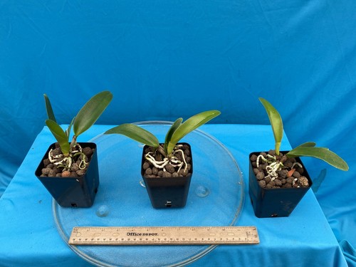 Rlc Fritz Nickolaus ‘Spring Dance’ Purple Fragrant Mericlone Orchid 4” RePot - Picture 4 of 6