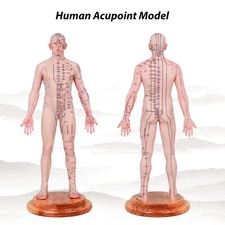 Acupuncture Model Human Acupoint Silicone Doll Acupuncture 48/55cm Point Display