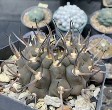 RareSucculent Plant Cactus Gymnocalycium ochoterenae OwnRoot  Boutique 1pc 5.2cm