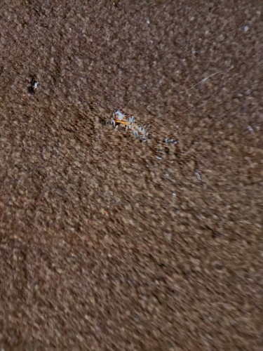 1920-30er Buck Deer Lodge orange rot braun Streifen BPOE Pendleton Wolldecke-dd - Bild 15 von 22