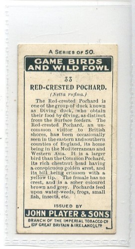 (Jd7421) PLAYERS,GAME BIRDS & WILD FOWL,RED-CRESTED POCHARD,1927,#33 - Imagen 2 de 2