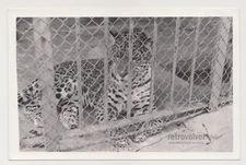 Trapped Majesty The Silent Gaze of a Caged Wild Soul Snapshot Abstract Old Photo