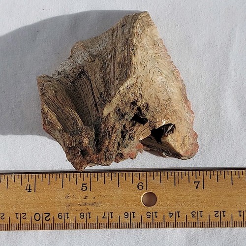 ~203g/7.15oz Petrified Wood Limb -  Polished face display rough - Picture 11 of 15