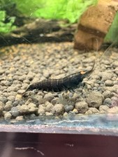 SALE 15 Orange Eyed Rusty Blue Tiger Caridina Shrimp Live Guarantee