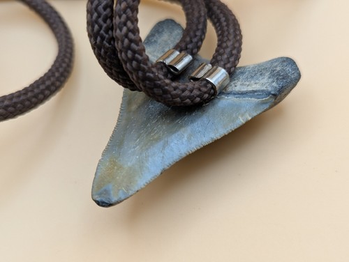 Real Megalodon Tooth Western Bolo Tie Collectable Curiosity Fossil - Picture 8 of 9