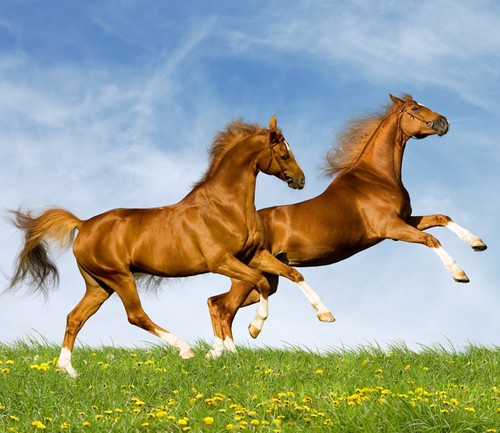 3D Horses run 1 WallPaper Murals Wall Print Decal Wall Deco AJ WALLPAPER | eBay 3D Horses run 1 WallPaper Murals Wall Print Decal Wall Deco AJ WALLPAPER | eBay
