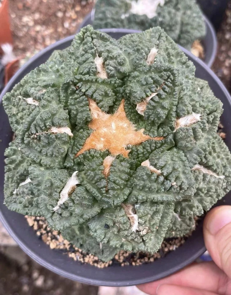 1 pieza 8-10 cm Ariocarpus hintonii Godzill Decoración Jardín Boutique Autoraíz 6-8 cm Foto 2 de 4