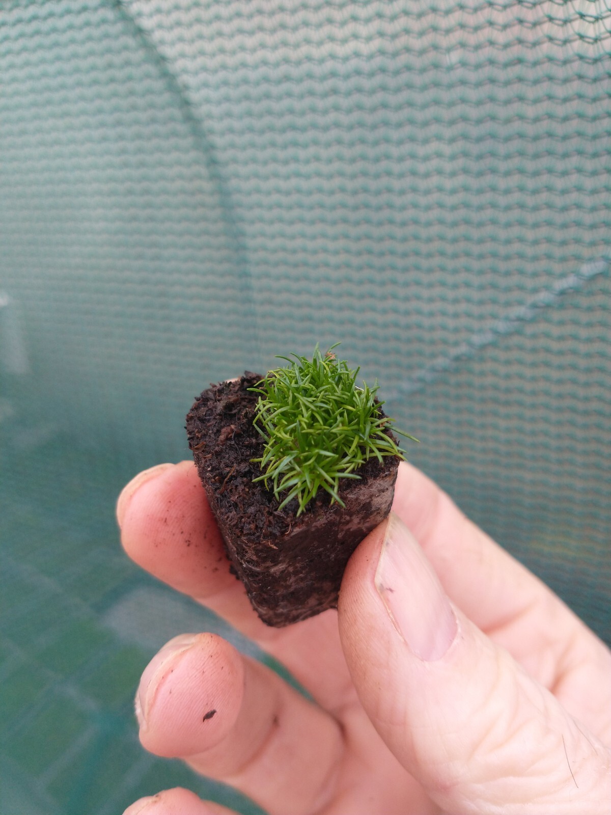 18 x Irish Moss - 2cm Plug Plants - Sagina Subulata - Scottish Moss - Picture 20 of 24